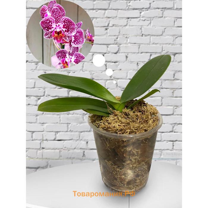 Орхидея Фаленопсис Cultivation,  без цветка (детка), горшок  2,5 дюйма
