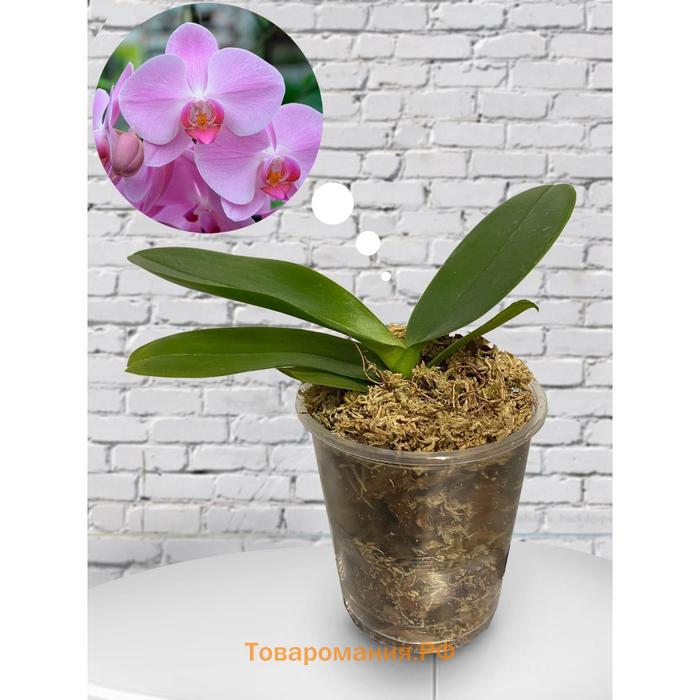 Орхидея Фаленопсис SI3852,  без цветка (детка), горшок  2,5 дюйма